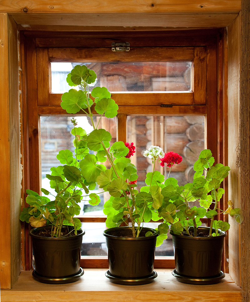 Roses flowers  / of flowers