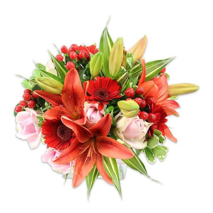 A densely packed, hand-tied bouquet sits against a bright white background, its composition dominated by several large orange-red Asiatic lilies that read immediately as the principal element. Some lilies are wide open, their recurved petals showing faint speckling and prominent stamens with darker anthers; a few remain as tapered buds, introducing vertical rhythm and future bloom potential. Scattered among them are deep crimson Gerbera daisies, identifiable by their many thin, radiating petals and nearly black central disks that add contrast and structural interest. Soft blush pink roses provide gentle counterpoints - petals moving from tight spirals to graceful, open cups - and they temper the arrangement's more saturated reds and oranges. Bright red hypericum berries are clustered intermittently, lending pockets of compact, glossy texture that catch the light and create playful points of focus. The design is rounded and abundant, filled out by a varied selection of greenery including broad, solid green leaves for visual weight and a few variegated stems with pale streaking for subtle brightness. Lighting is even and clear, emphasising the bouquet's rich chromatic range and layered textures: the smoothness of rose petals, the firmer, papery quality of lily tepals, and the wax-like surface of the berries. As a florist working in Stroud Green, I craft this style for occasions from anniversaries to cheerful get-well gestures, often prepared for local delivery around Stroud Green Road and the nearby streets toward Hornsey and Finsbury Park. The overall effect is warm, celebratory and expertly balanced.