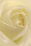 Step inside the gentle embrace of a cream-white rose, its spiraling petals captured so closely you can almost feel their soft, whisper-light texture and sense the coolness of dewdrops clinging to each edge-a familiar sight for early risers in Stroud Green's community gardens. The ivory folds unfurl gracefully, inviting the imagination to linger within the flower's tranquil heart. Gentle shadows add depth and movement, creating a serene, luminous atmosphere evocative of peaceful mornings along Stroud Green Road. This particular rose radiates peace, speaking to moments of reverence and new beginnings that mark life's journey here. The artisan touch of the local florist is visible in every perfectly arranged layer, each petal offering a message of sympathy, admiration, or hope that resonates deeply with the families and friends of Stroud Green. The subtle fragrance is just detectable, clean and uplifting, much like the neighborhood's inviting charm. This image, with its close perspective and attentive craftsmanship, reveals not only the beauty of the rose but also the care and emotion imbued in every bouquet crafted for heartfelt milestones throughout Stroud Green.
